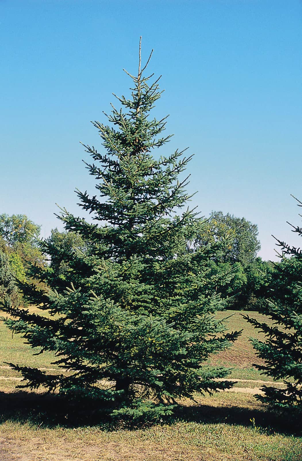 White Spruce
