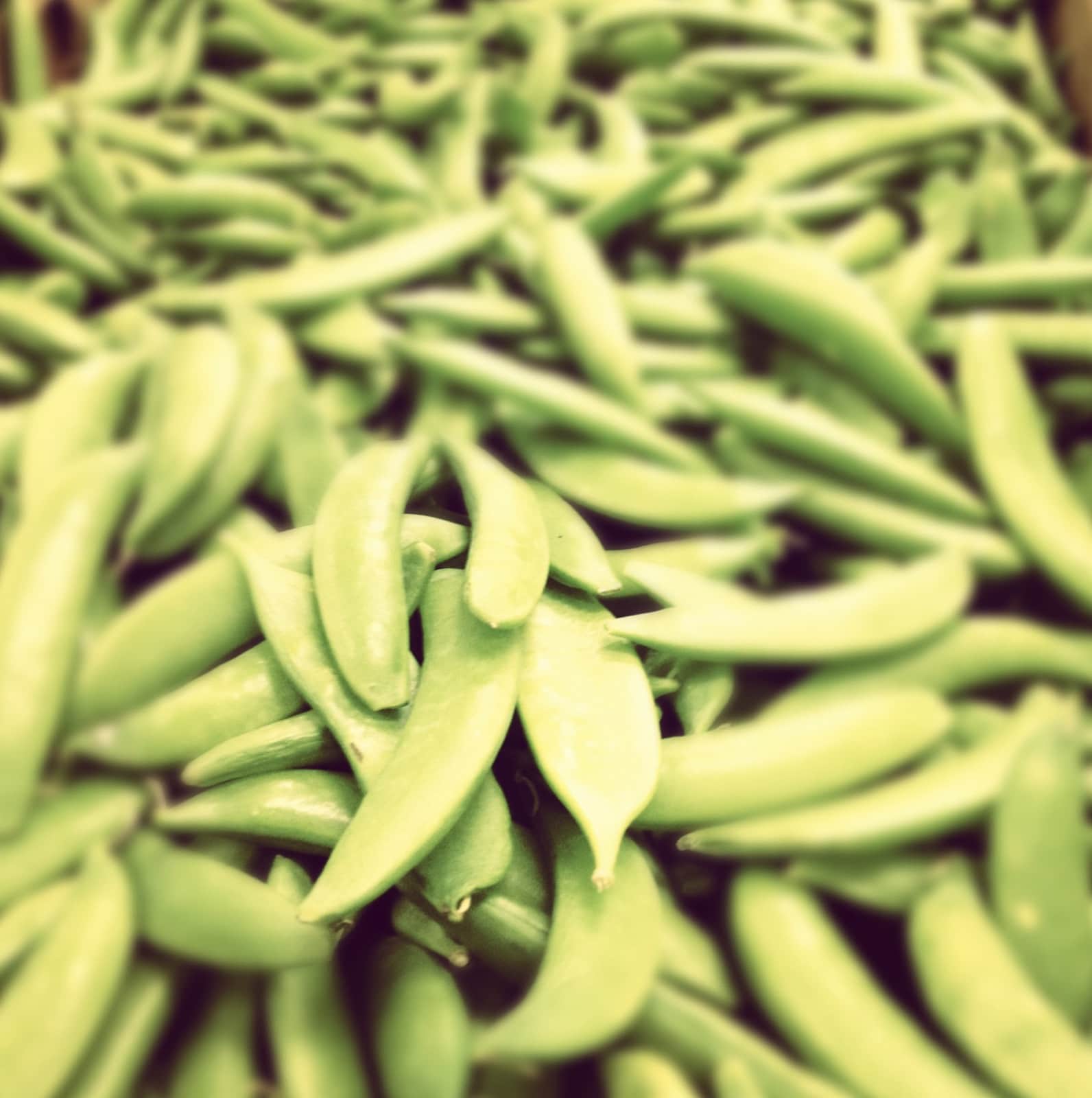 Sugar Daddy Pea