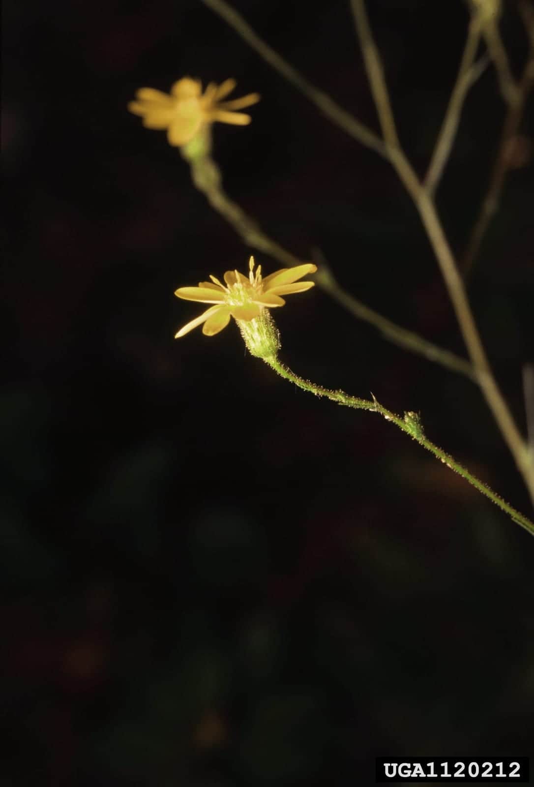 Narrowleaf Silkgrass