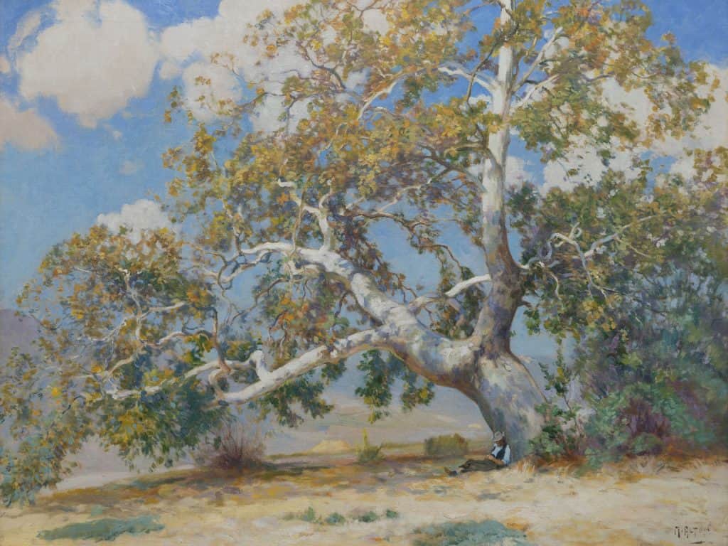 Western Sycamore