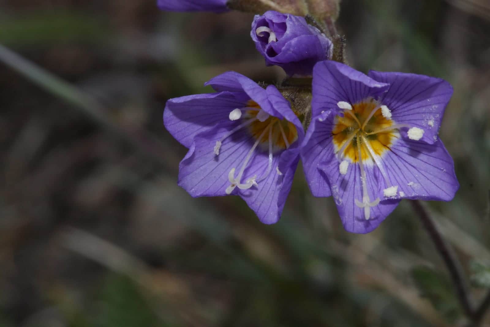 Showy Jacob's Ladder