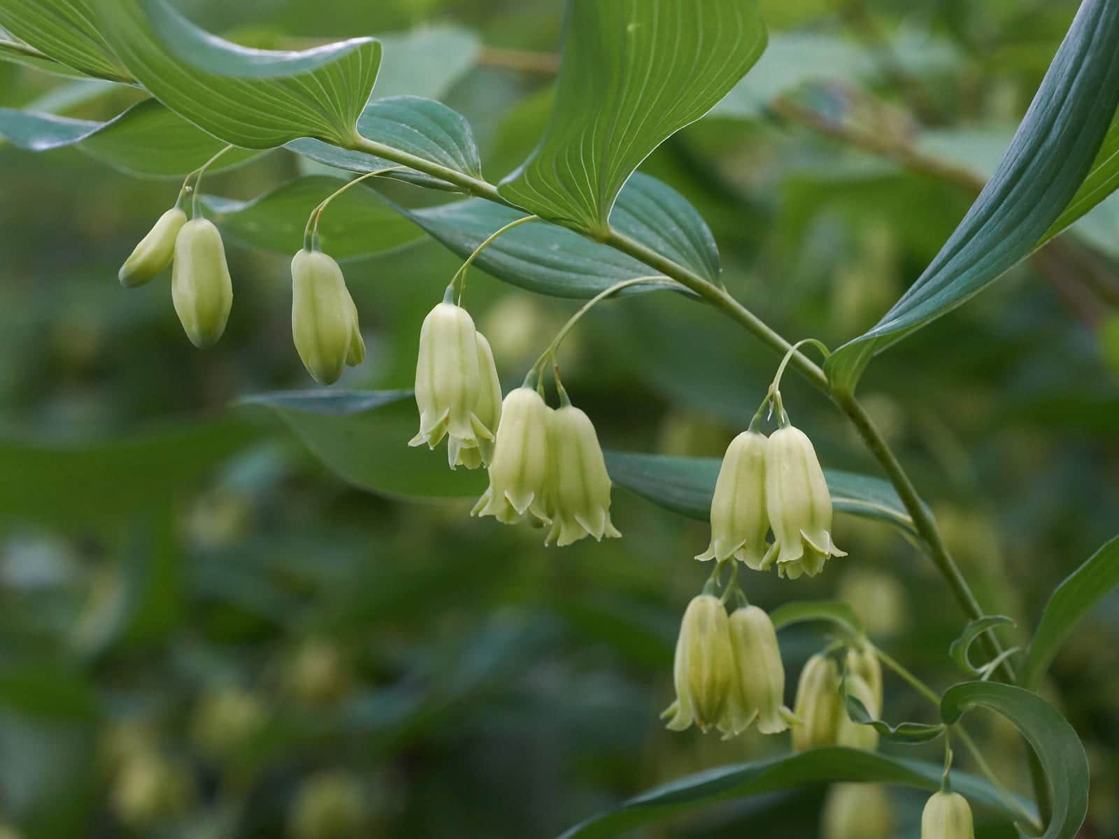 Solomon's Seal (Native)