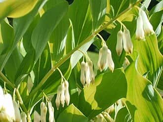 Solomon's Seal 'Betberg'