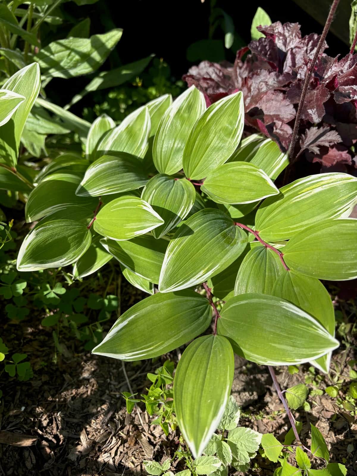 Solomon's Seal
