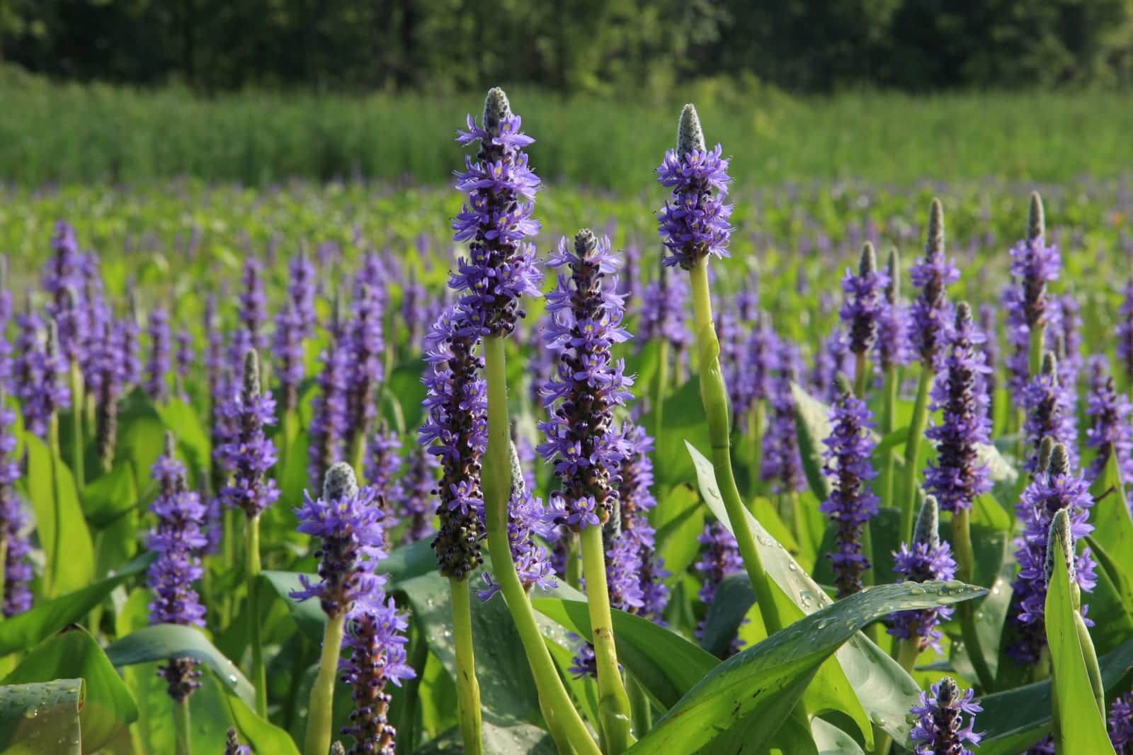 Pickerelweed