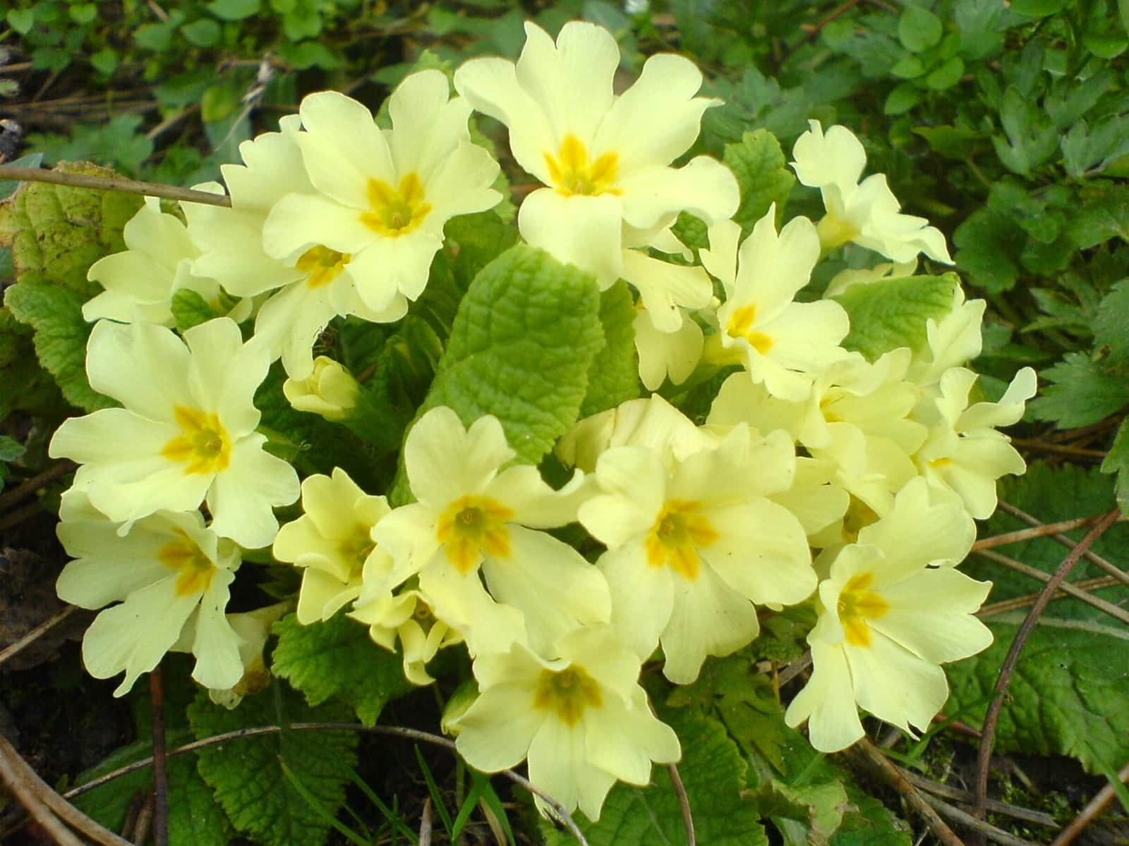 English Primrose