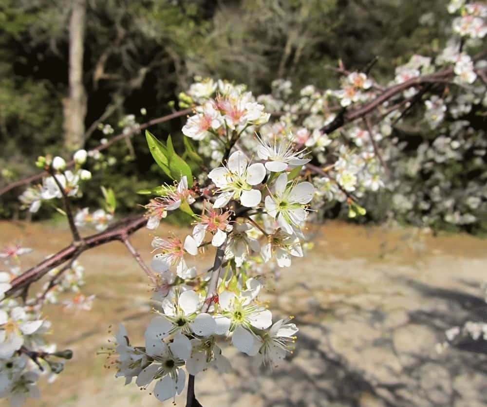 American Plum