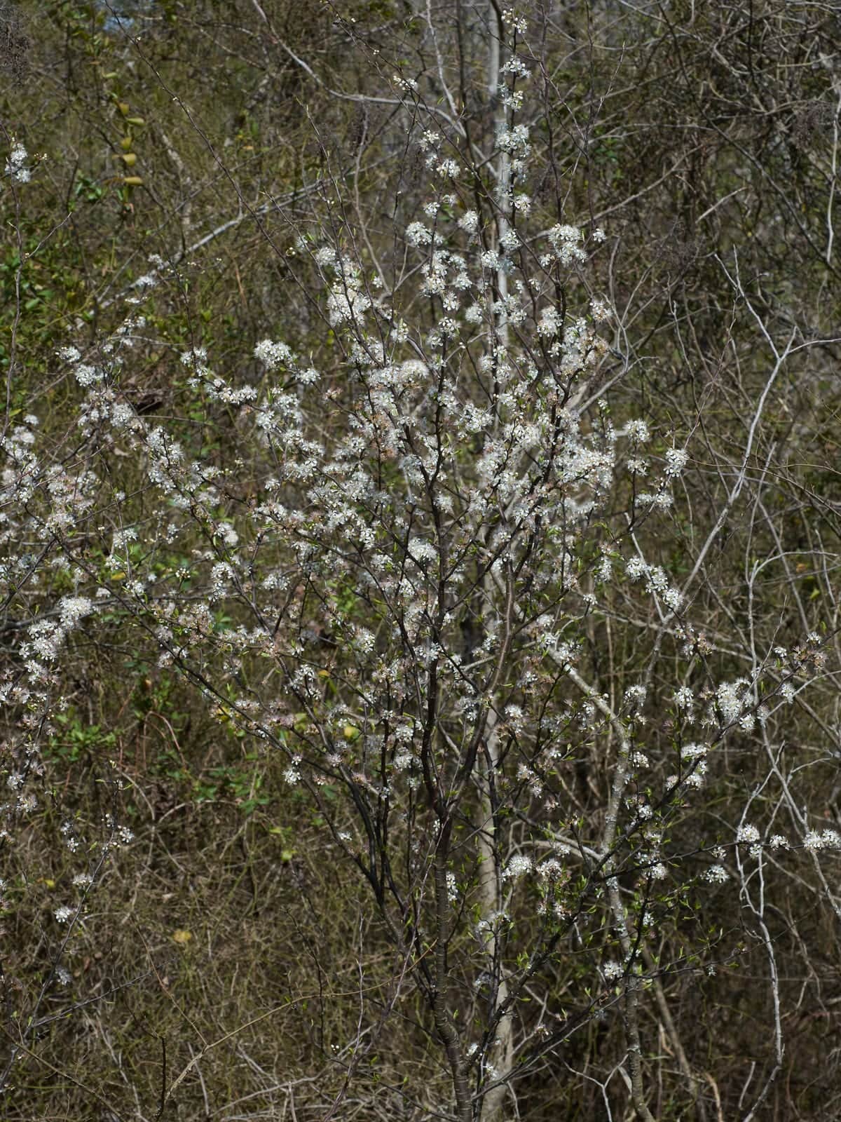 Chickasaw Plum