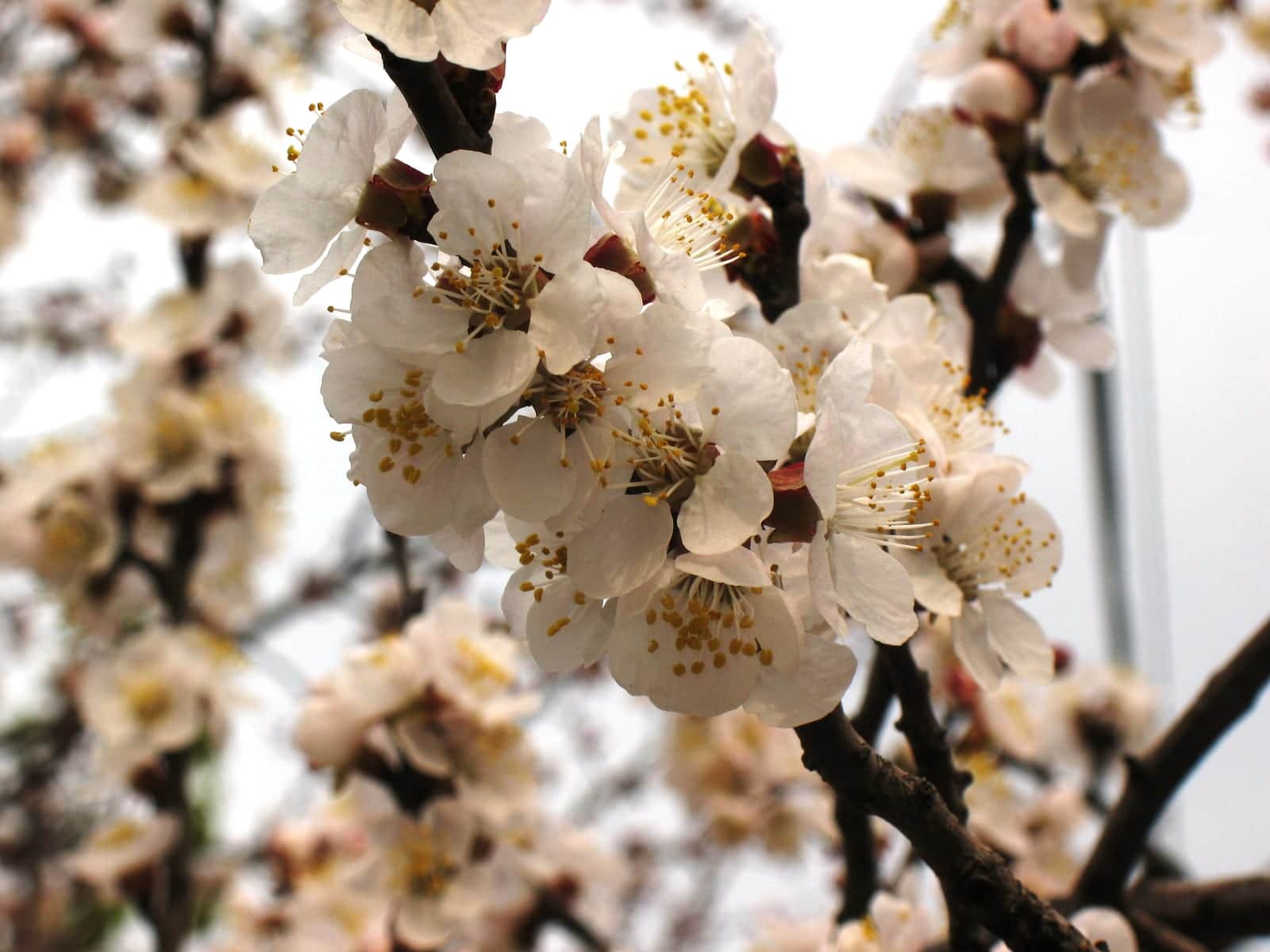 Apricot 'Moorpark'