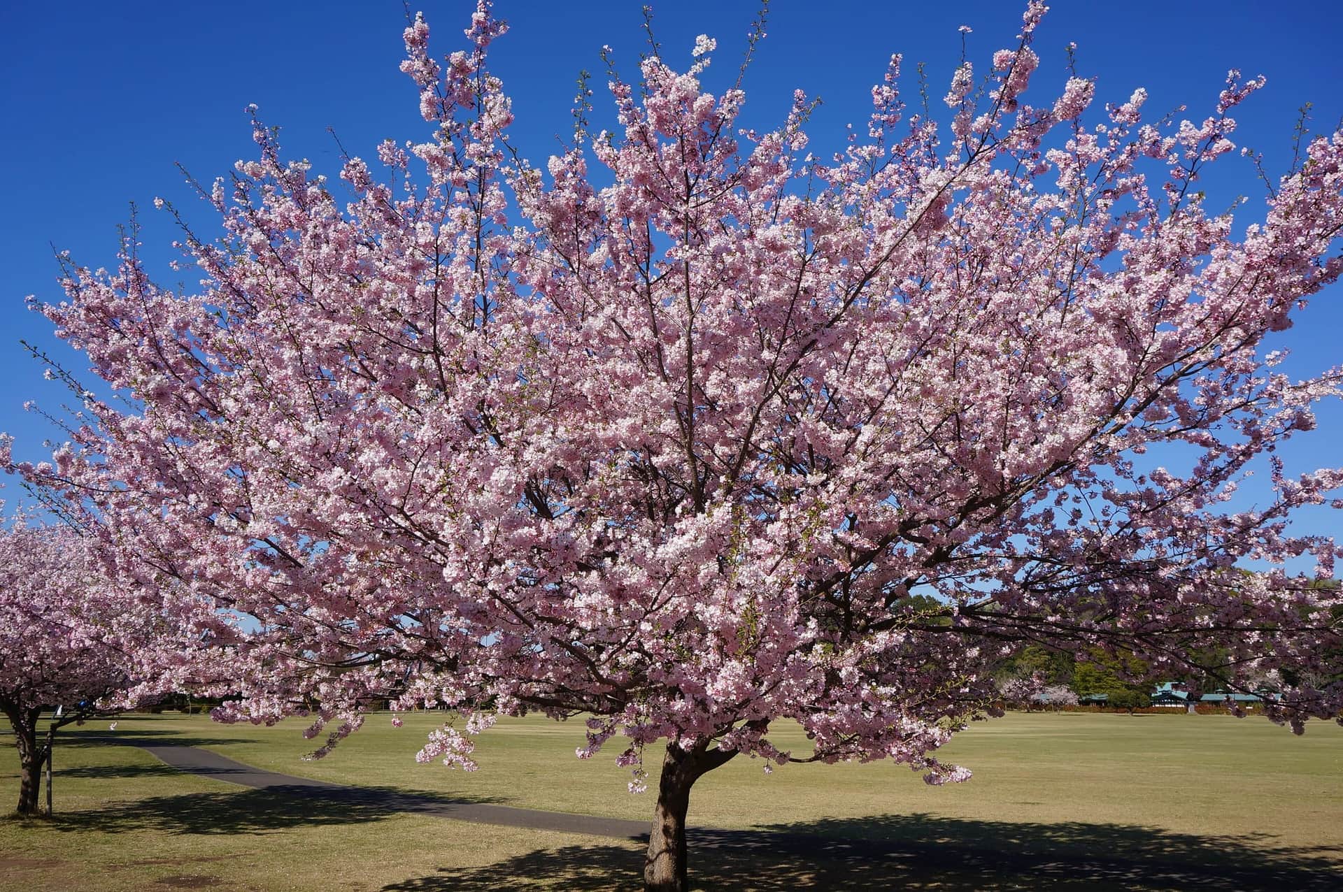 Higan Cherry