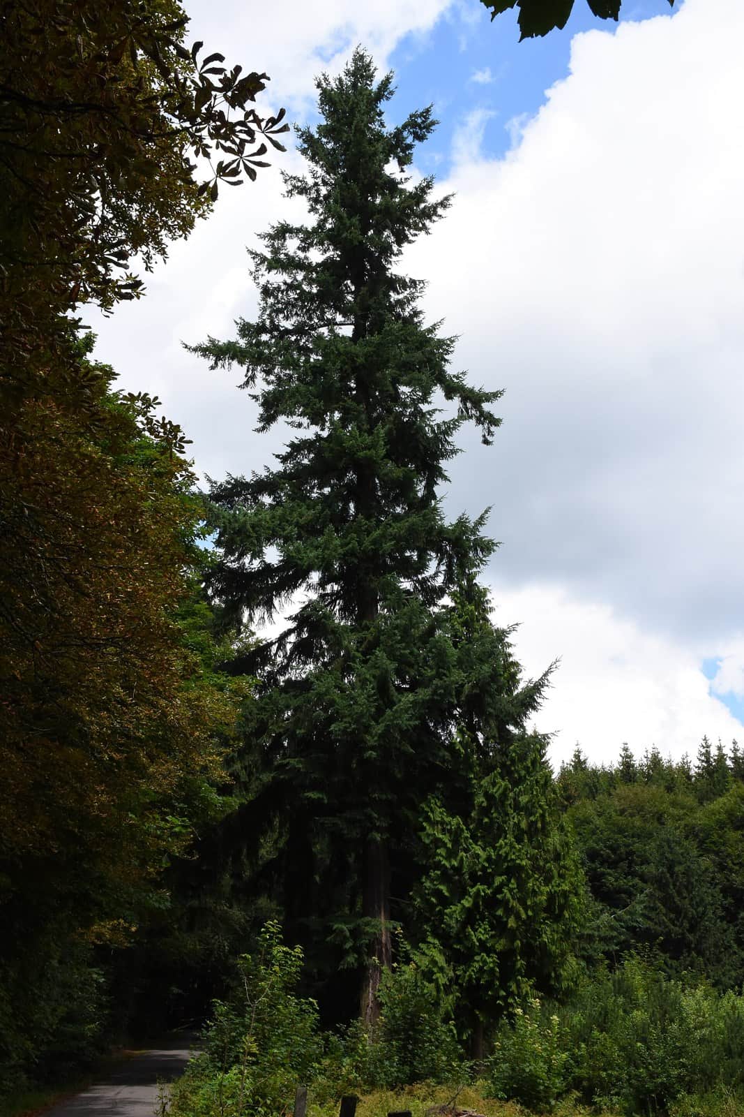 Douglas Fir