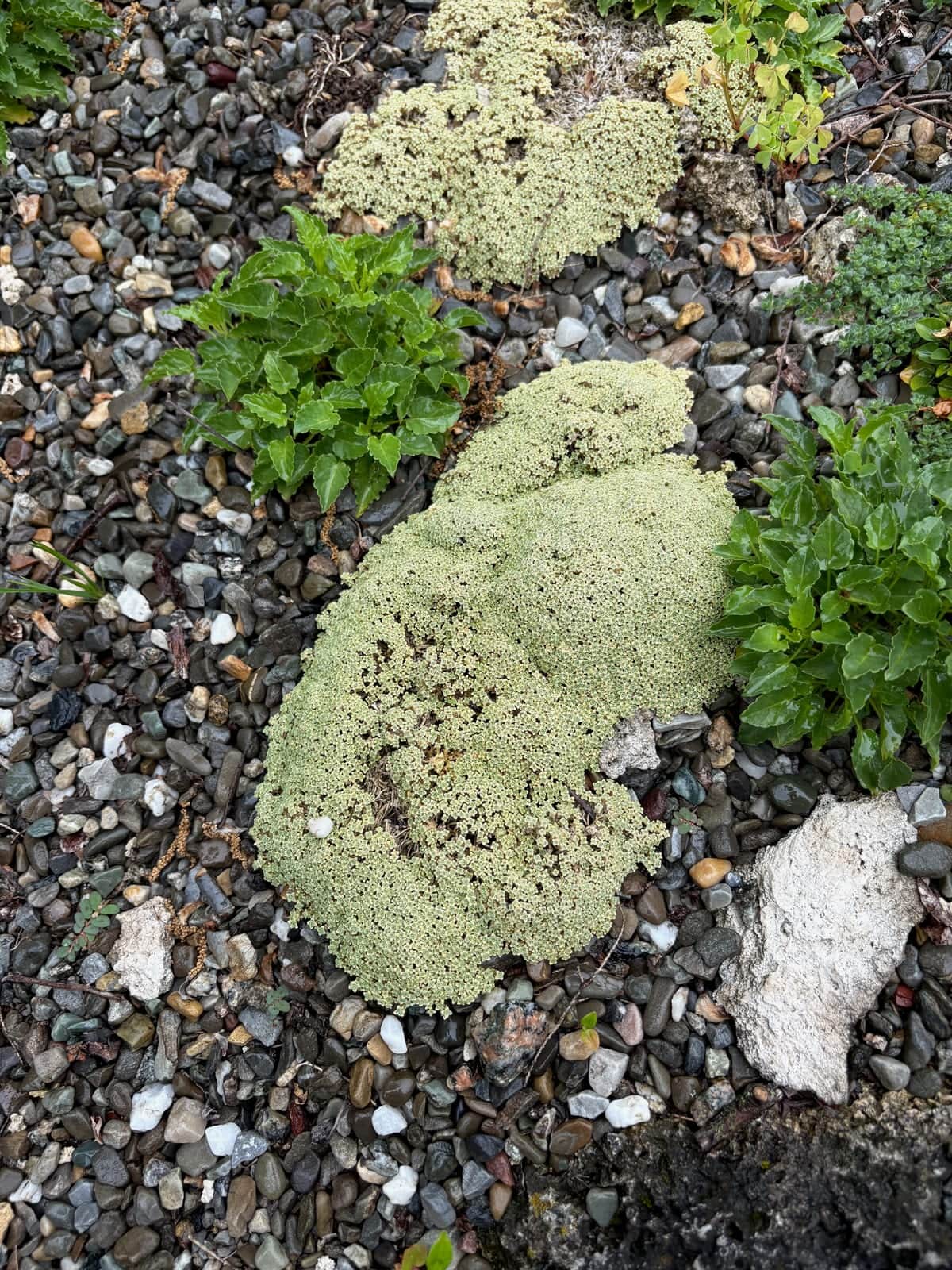 Sage Cushion Plant