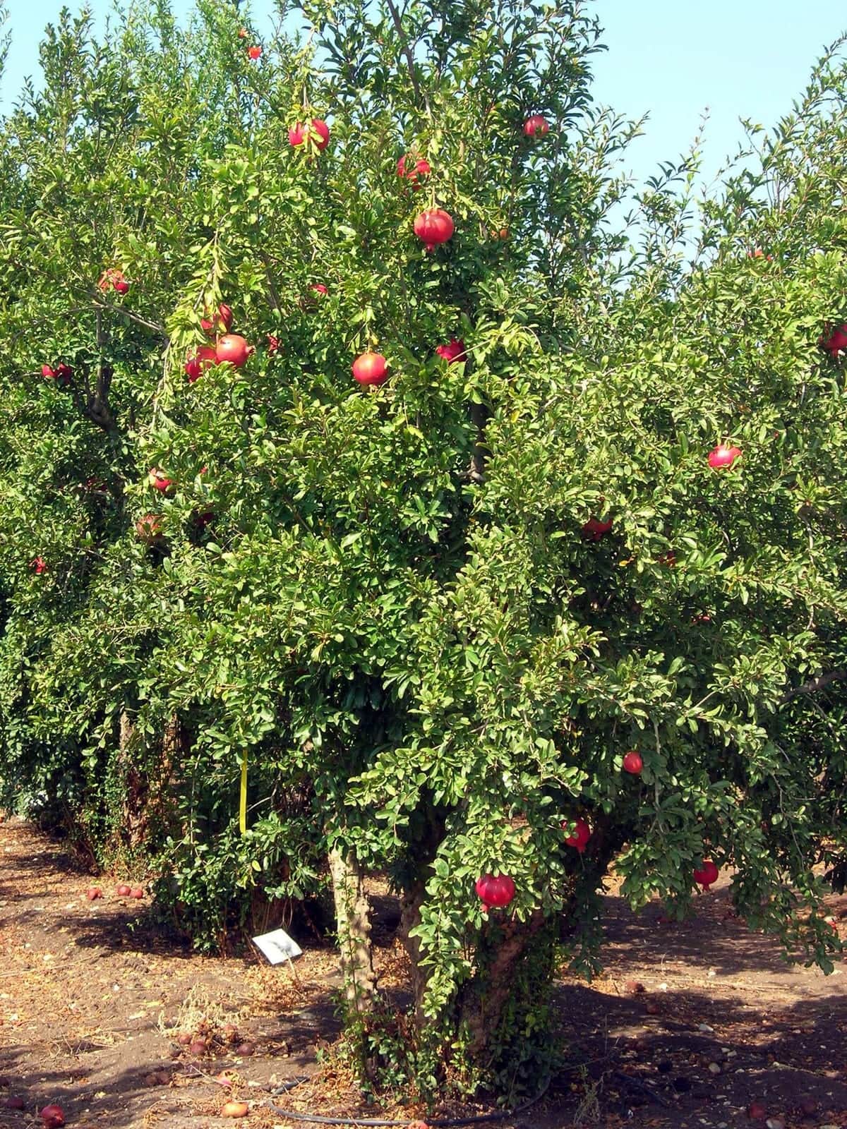 Pomegranate