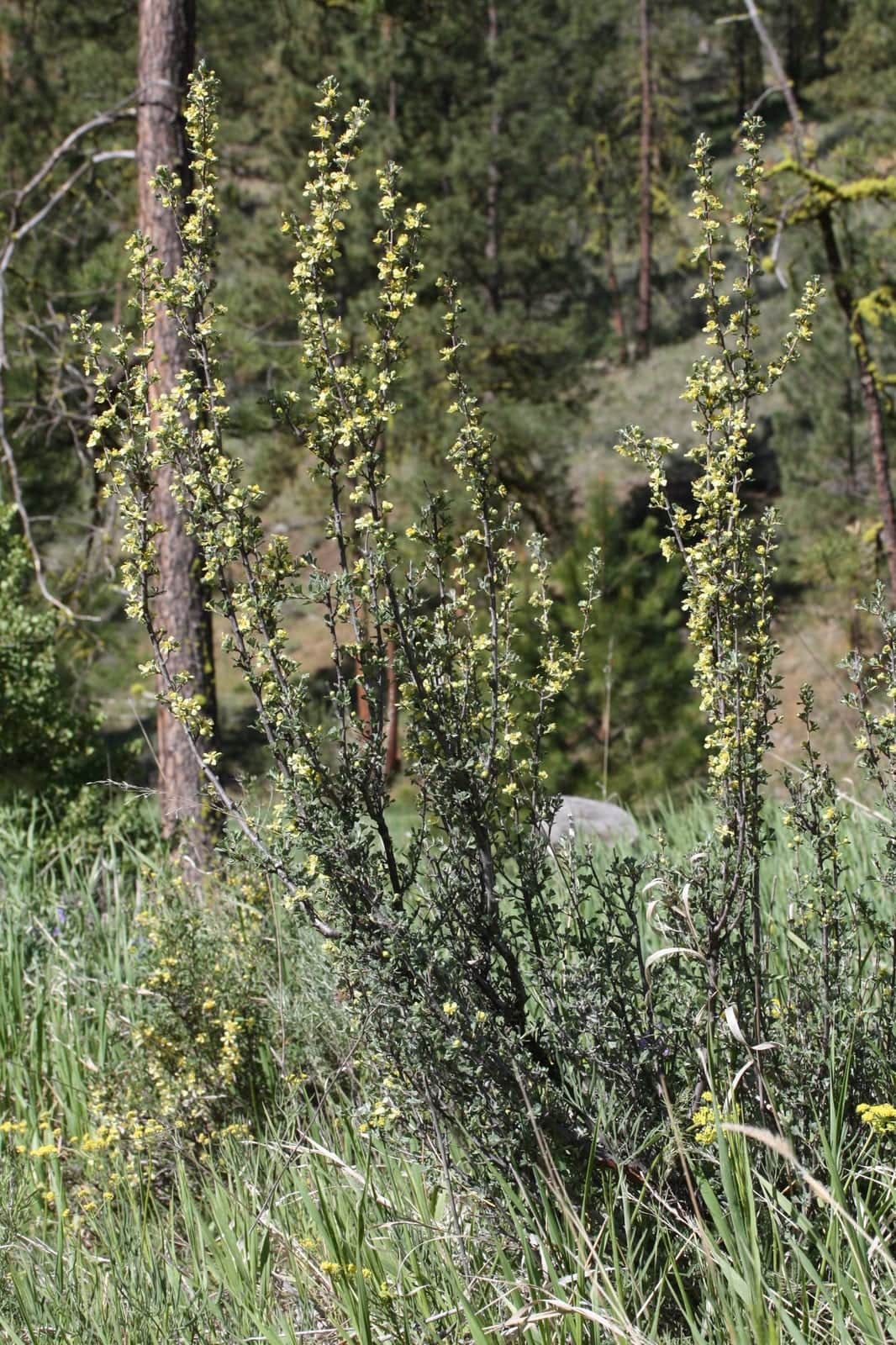 Antelope Bitterbrush