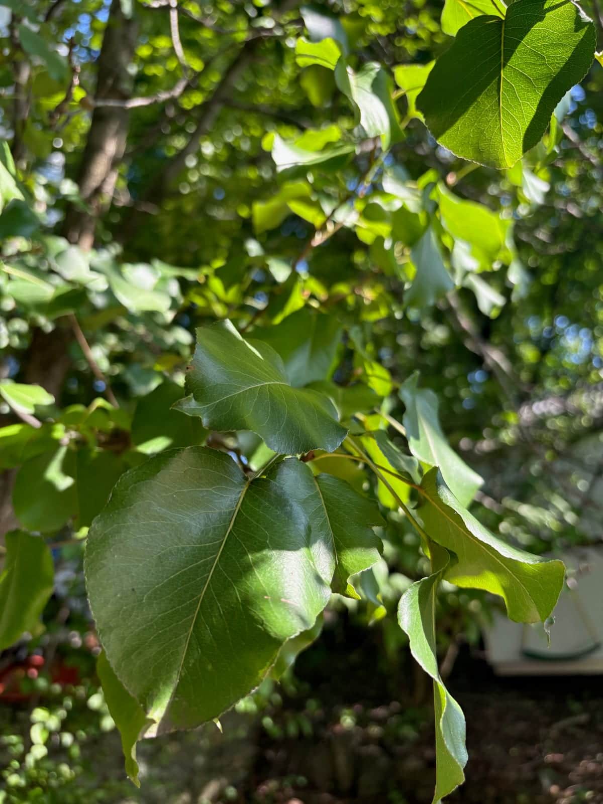 Bradford Pear