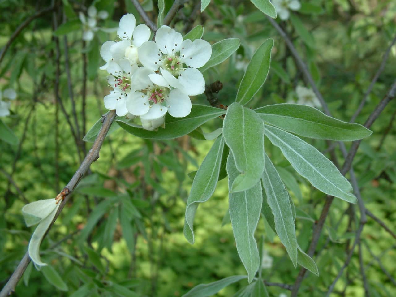 Weeping Silver Pear