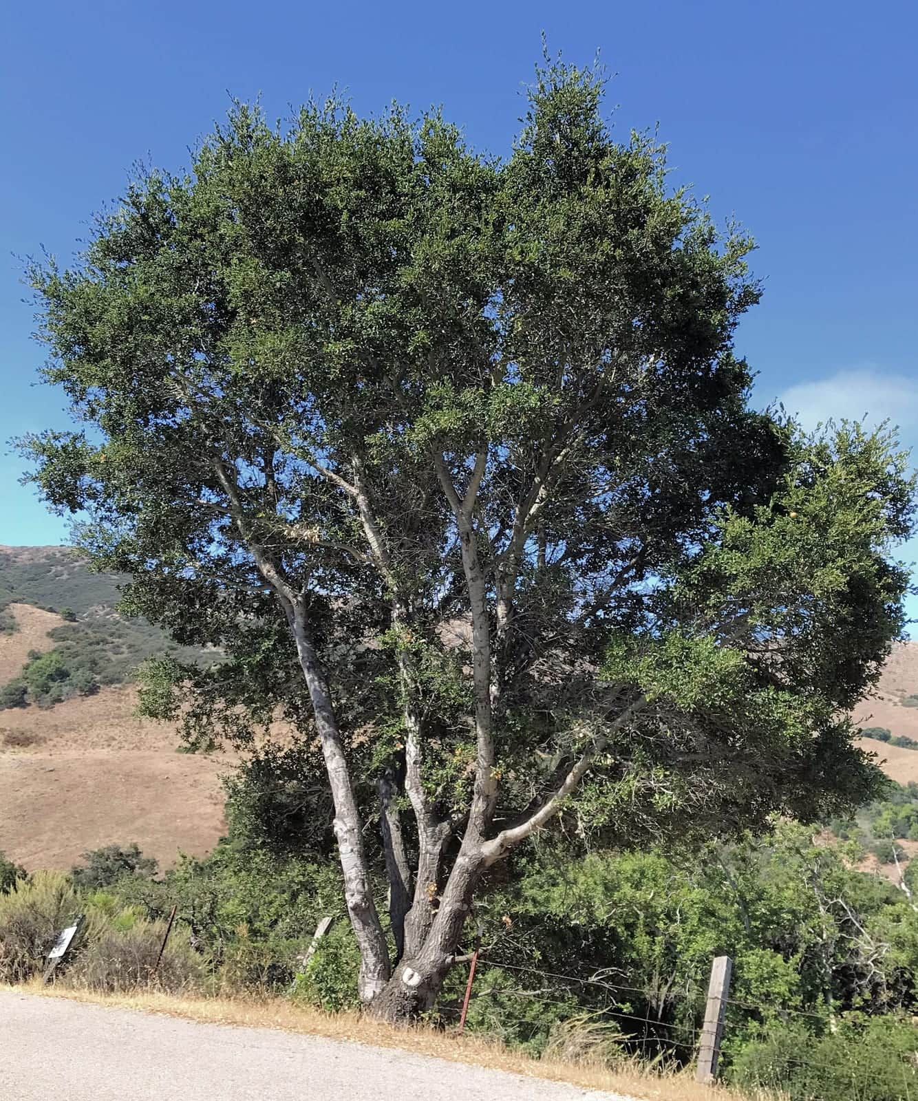 Coast Live Oak