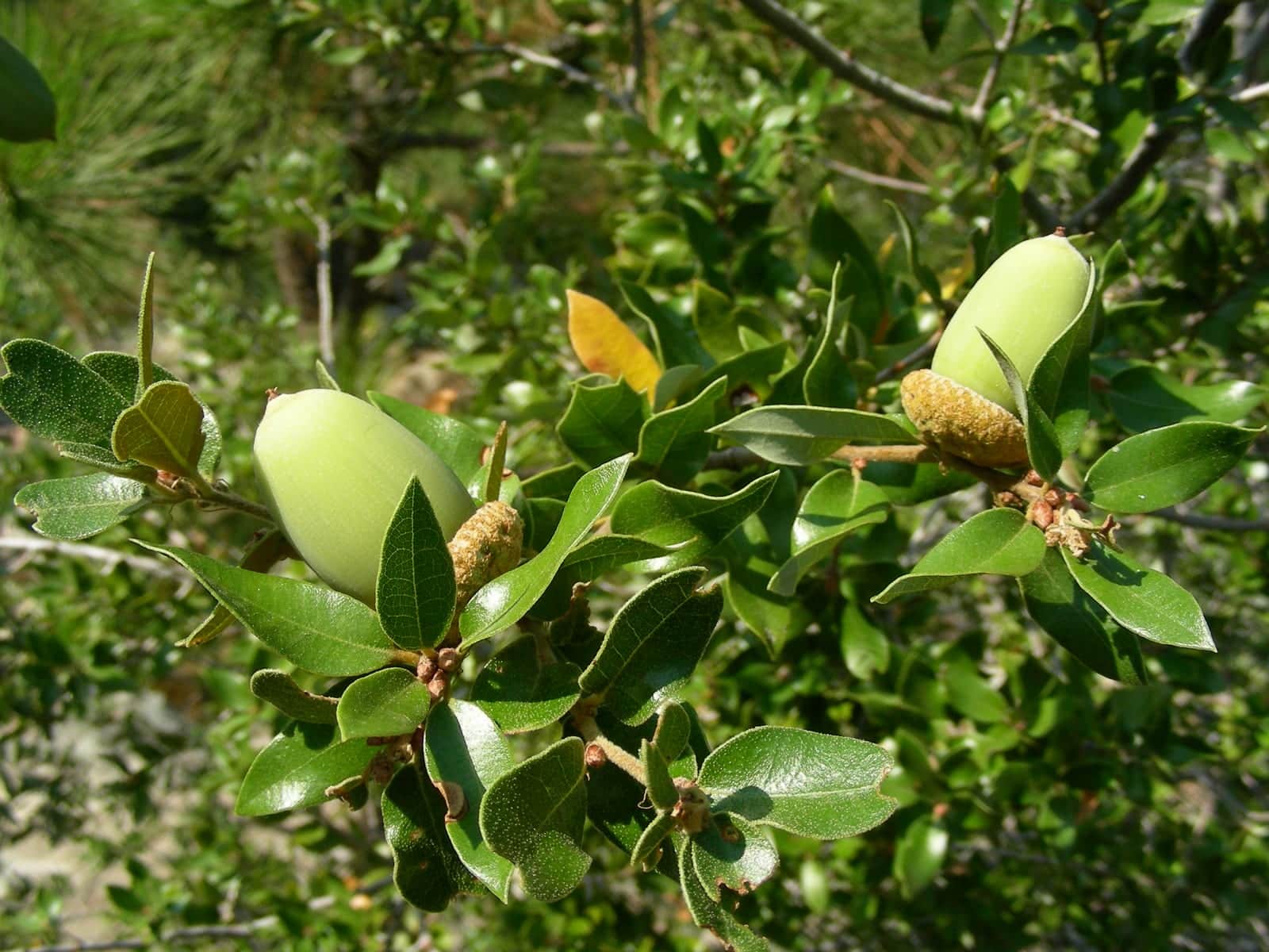 Canyon Live Oak