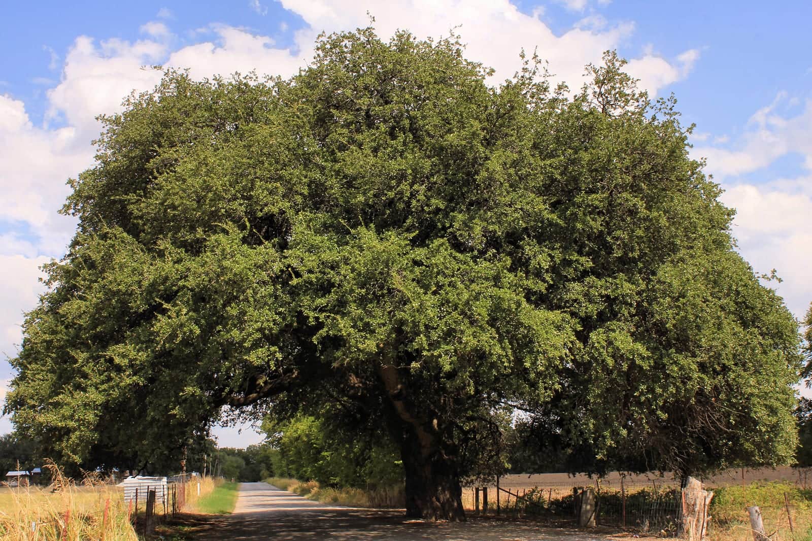 Escarpment Live Oak