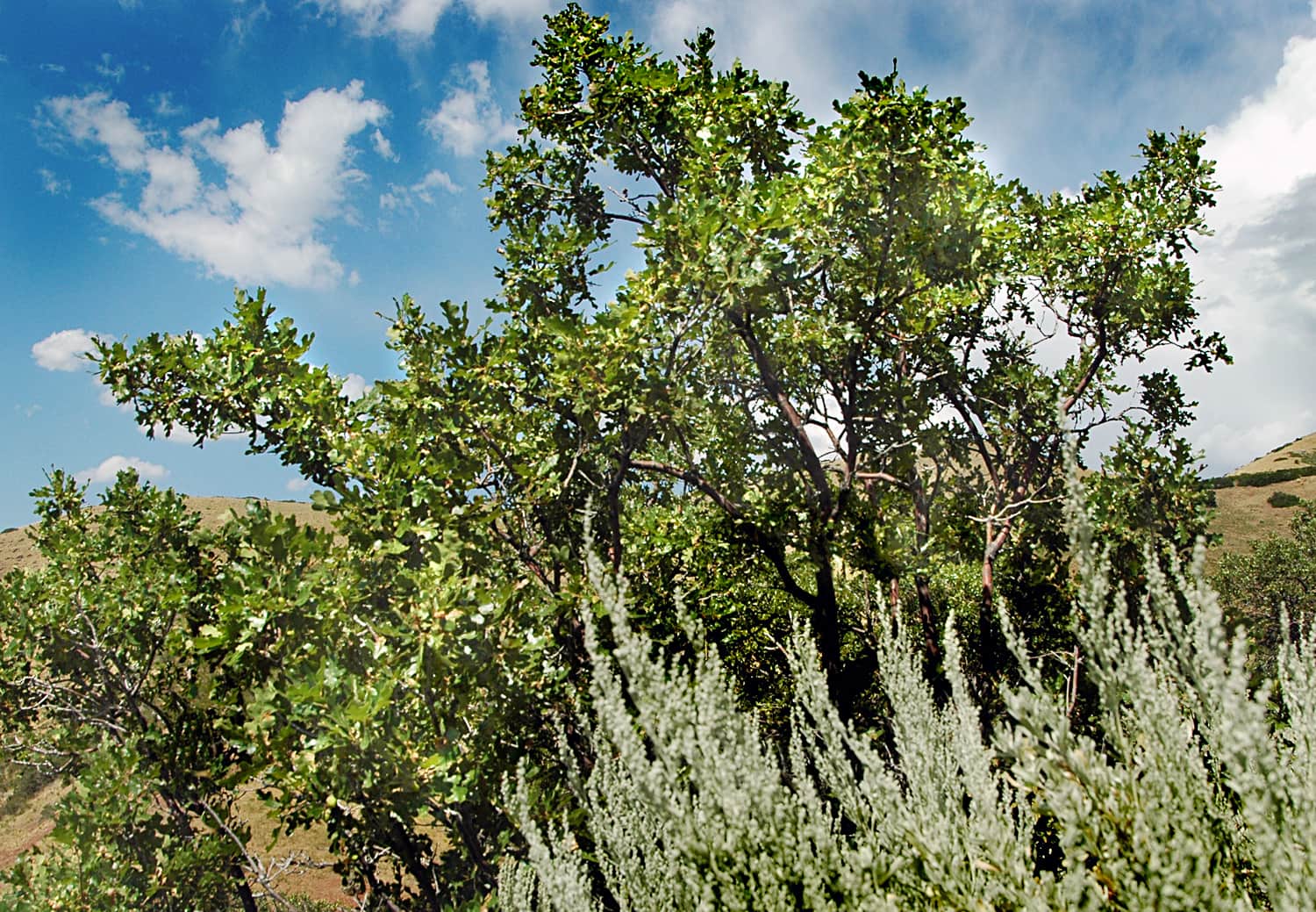 Gambel Oak