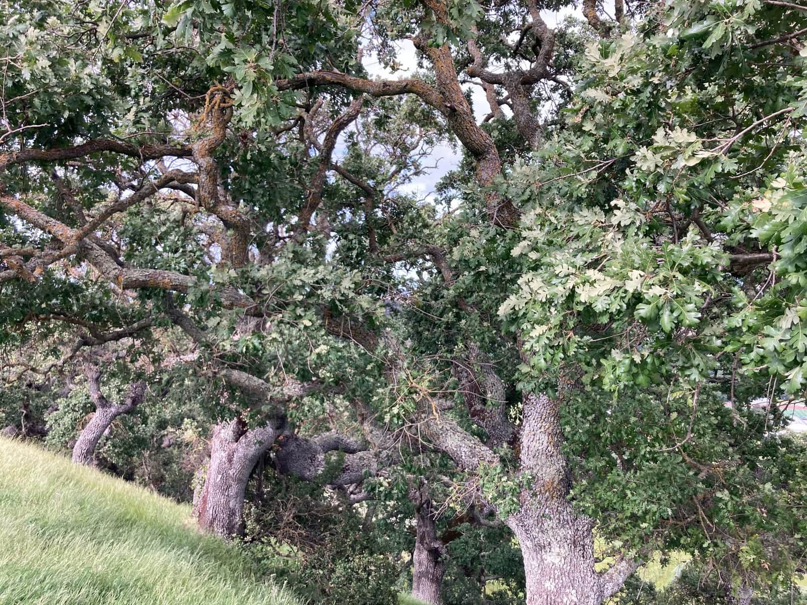 Valley Oak