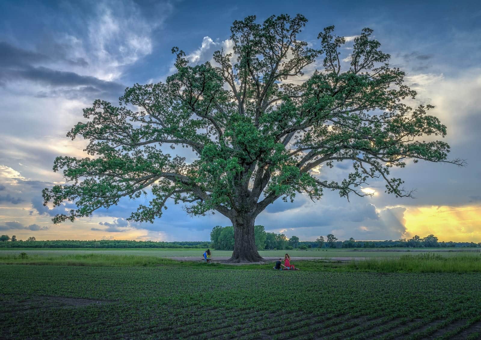 Bur Oak