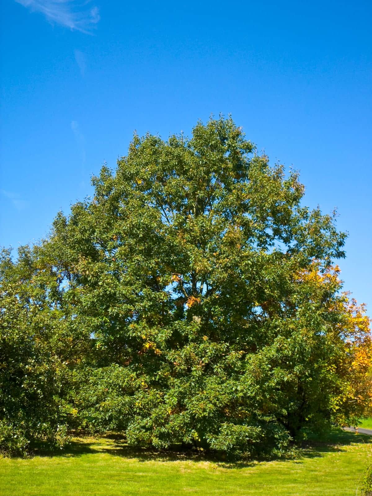 Black Oak