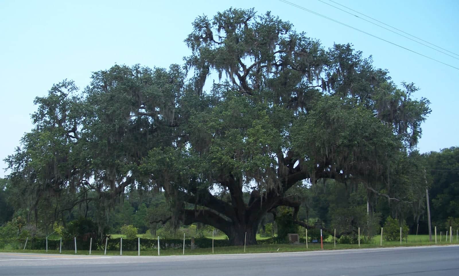 Southern Live Oak