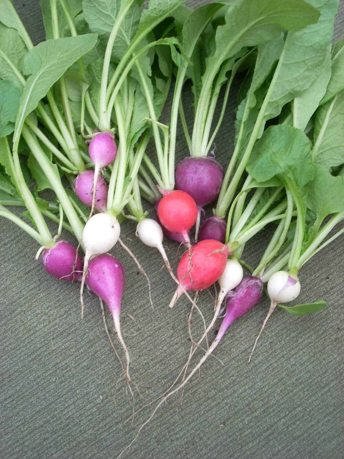 Radiant Radish Mix