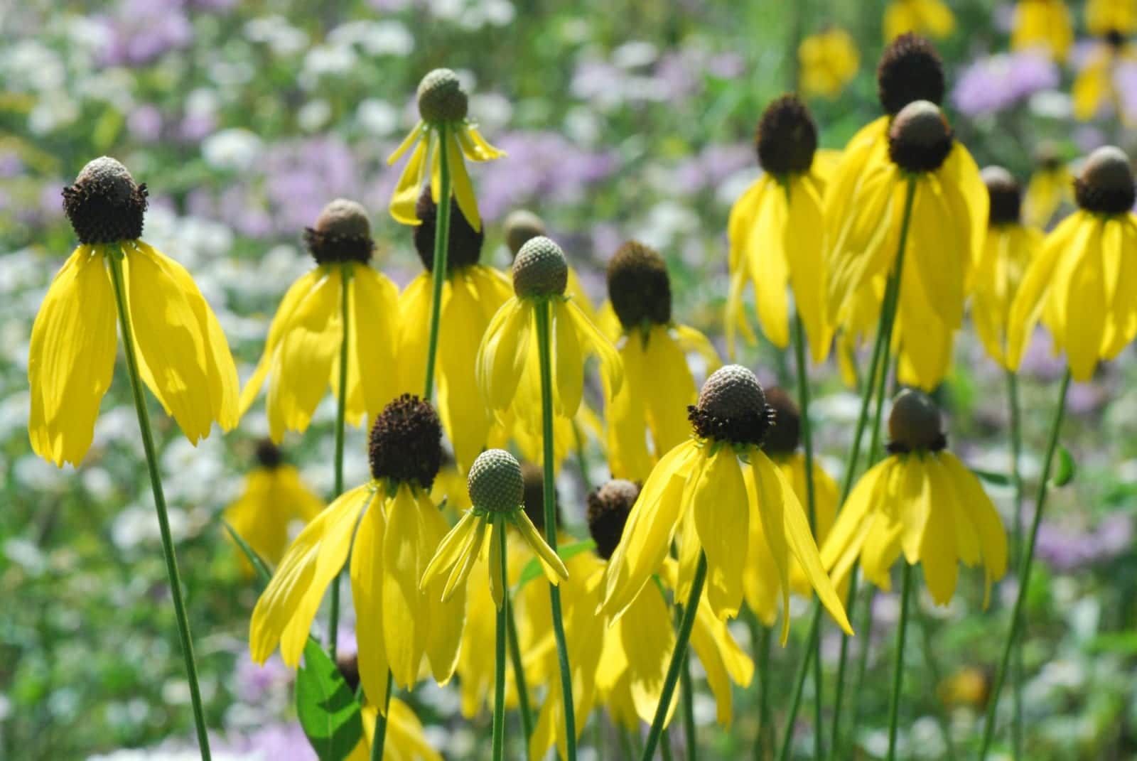 Gray-Headed Coneflower