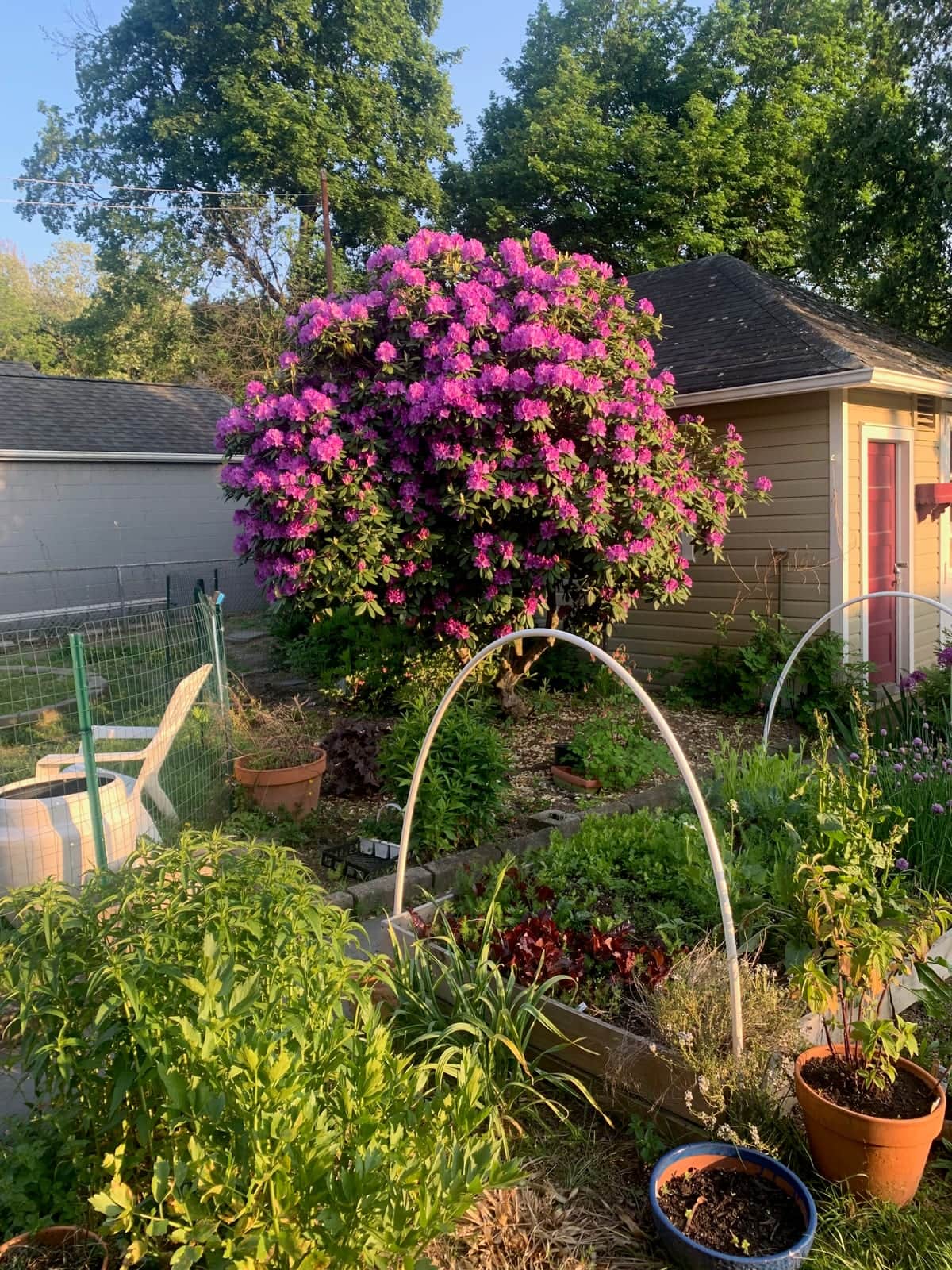 Rhododendron