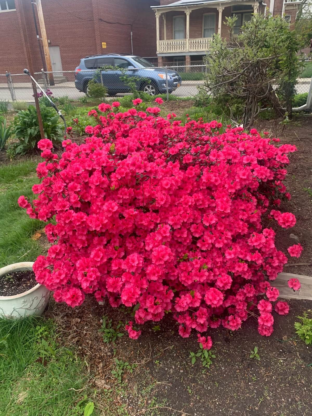 Azalea