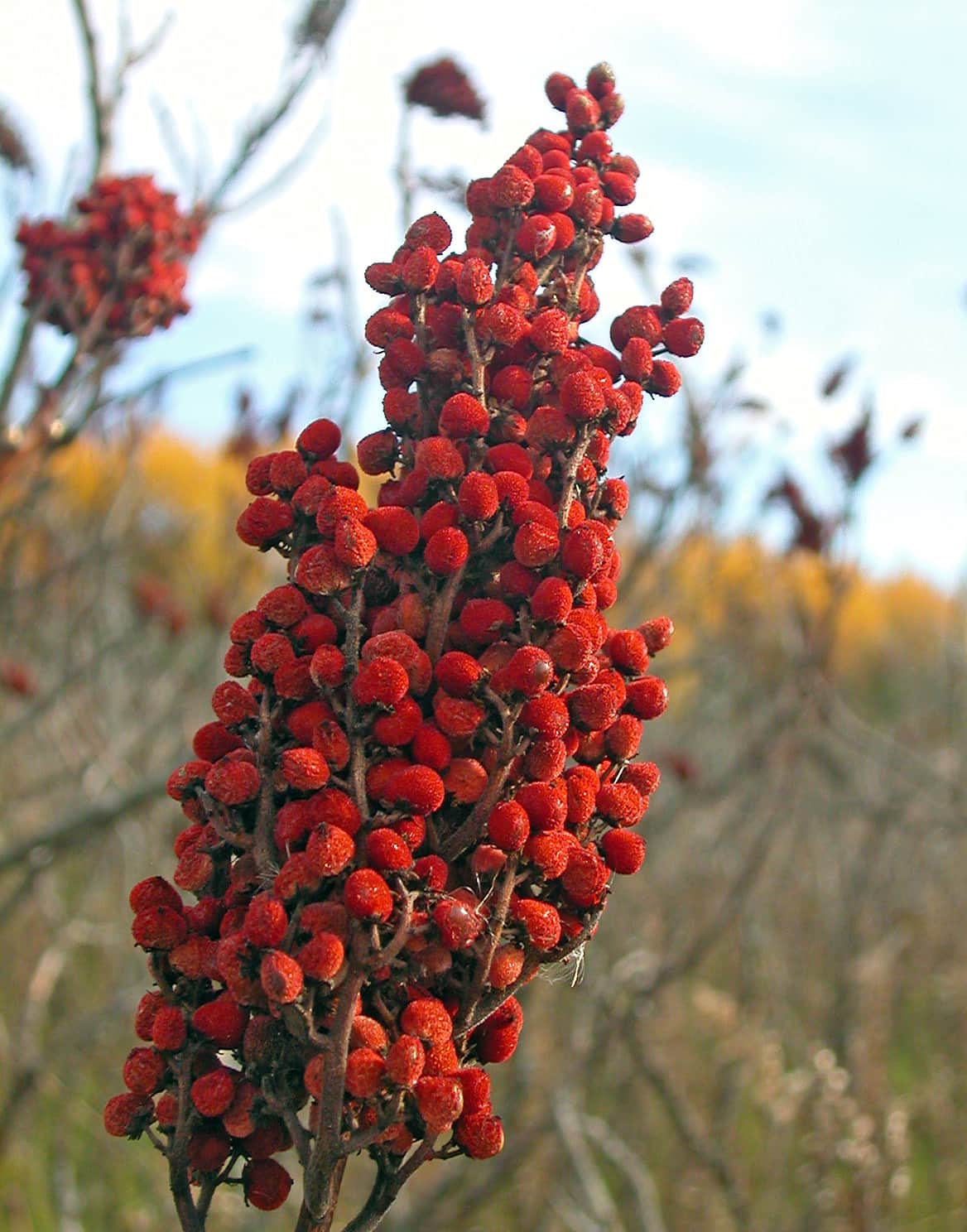 Pink-flowering Sumac