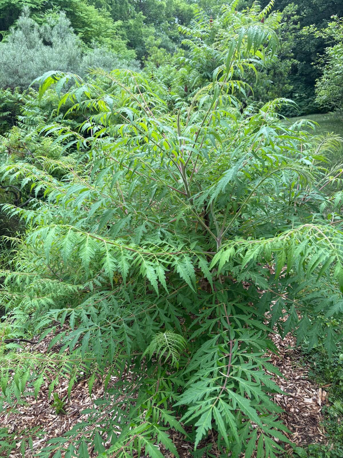 Staghorn Sumac