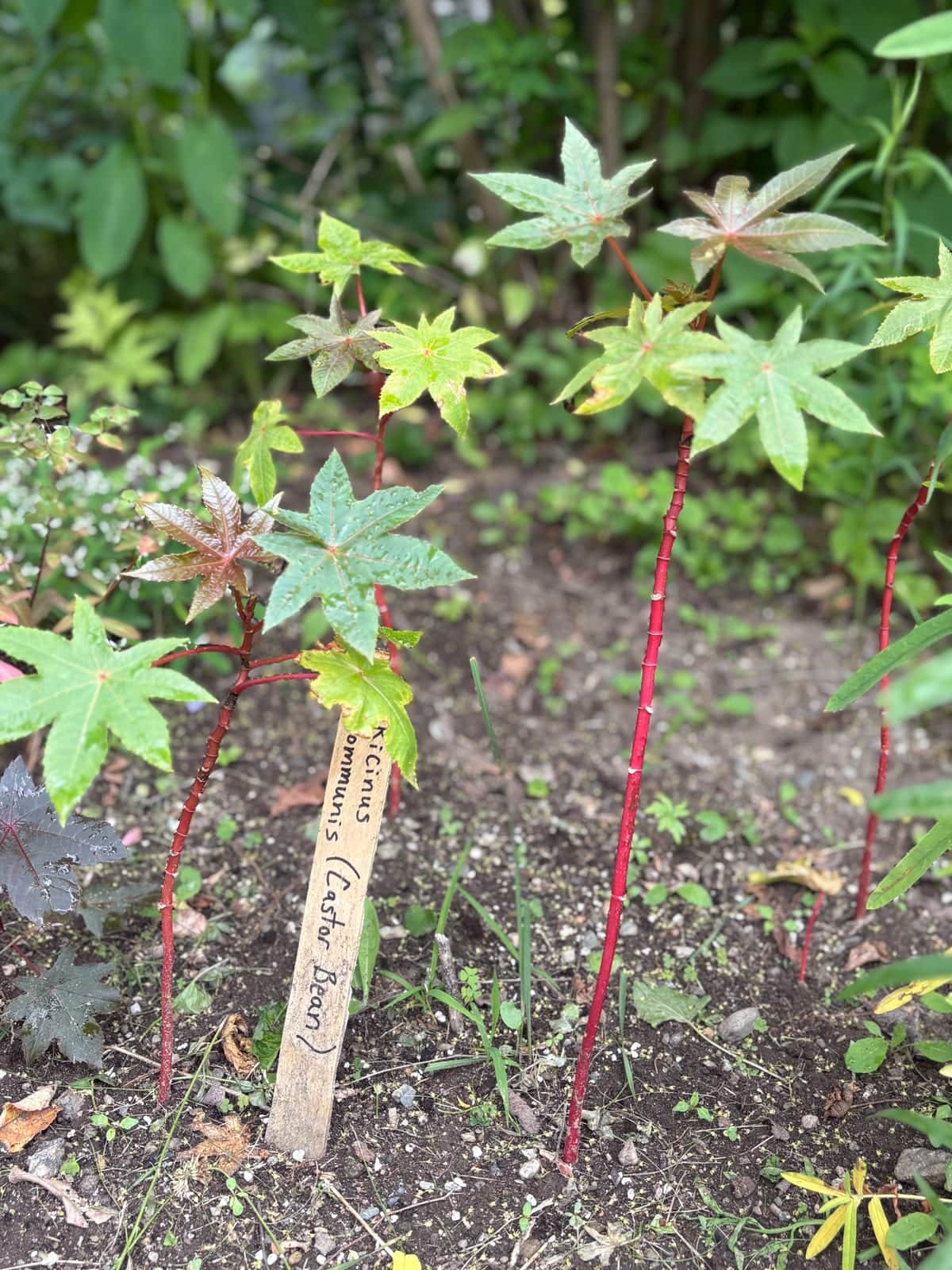 Castor Bean