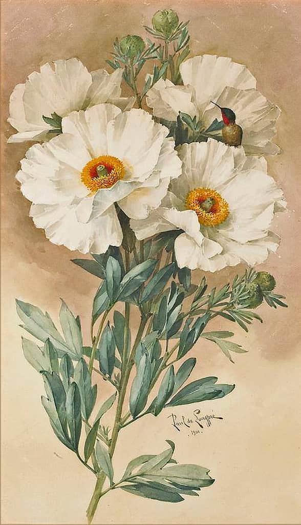 Matilija Poppy