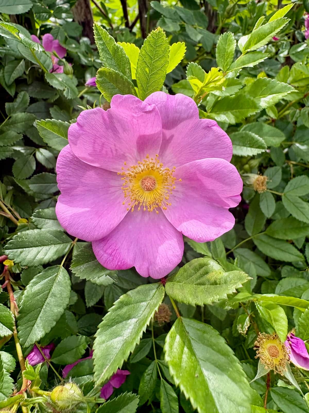 Carolina Rose