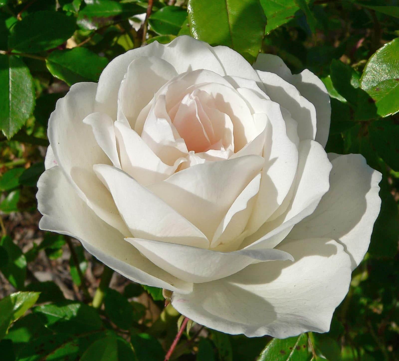 Rose 'Iceberg'