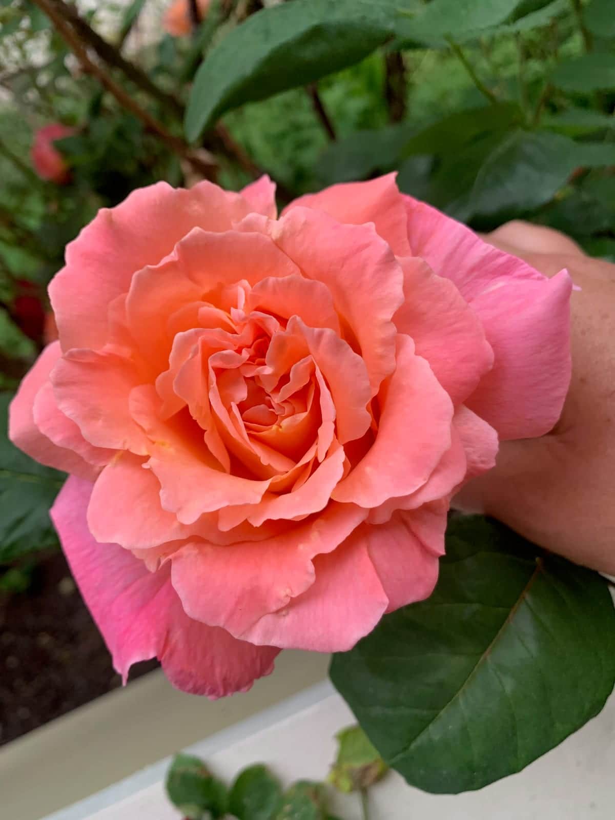 Garden Rose