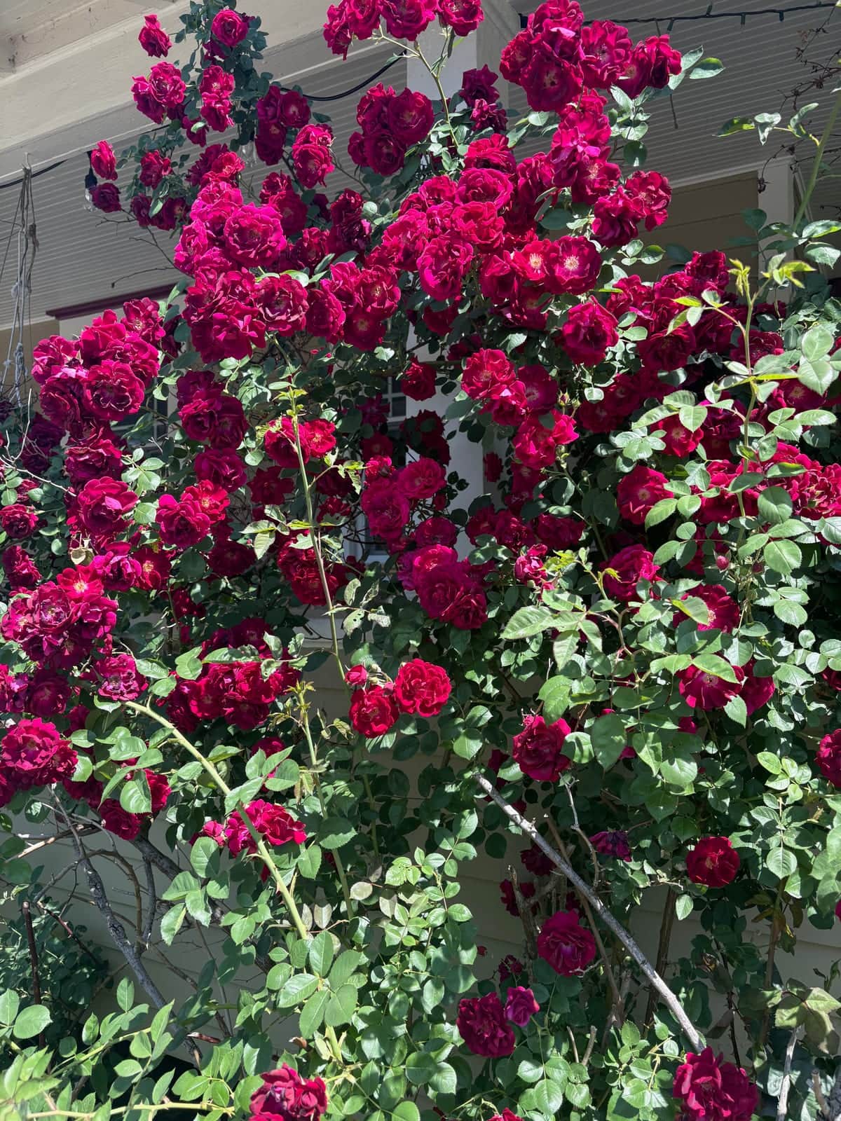 Memorial Rose
