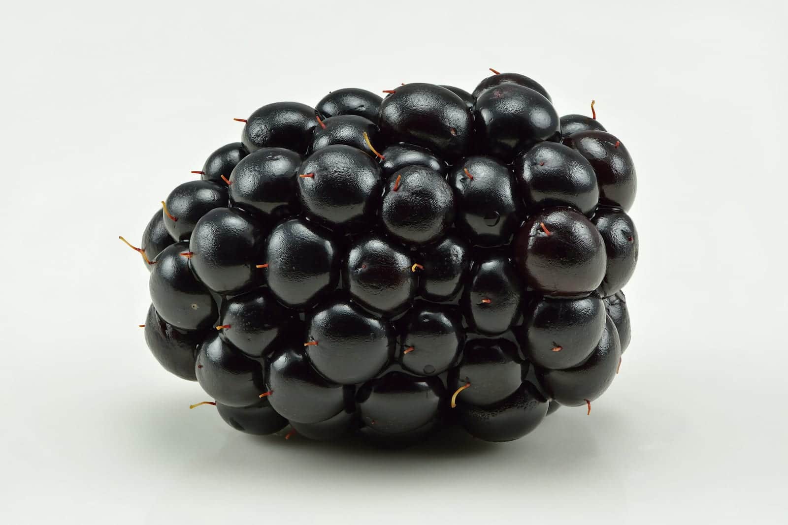 Chester Thornless Blackberry