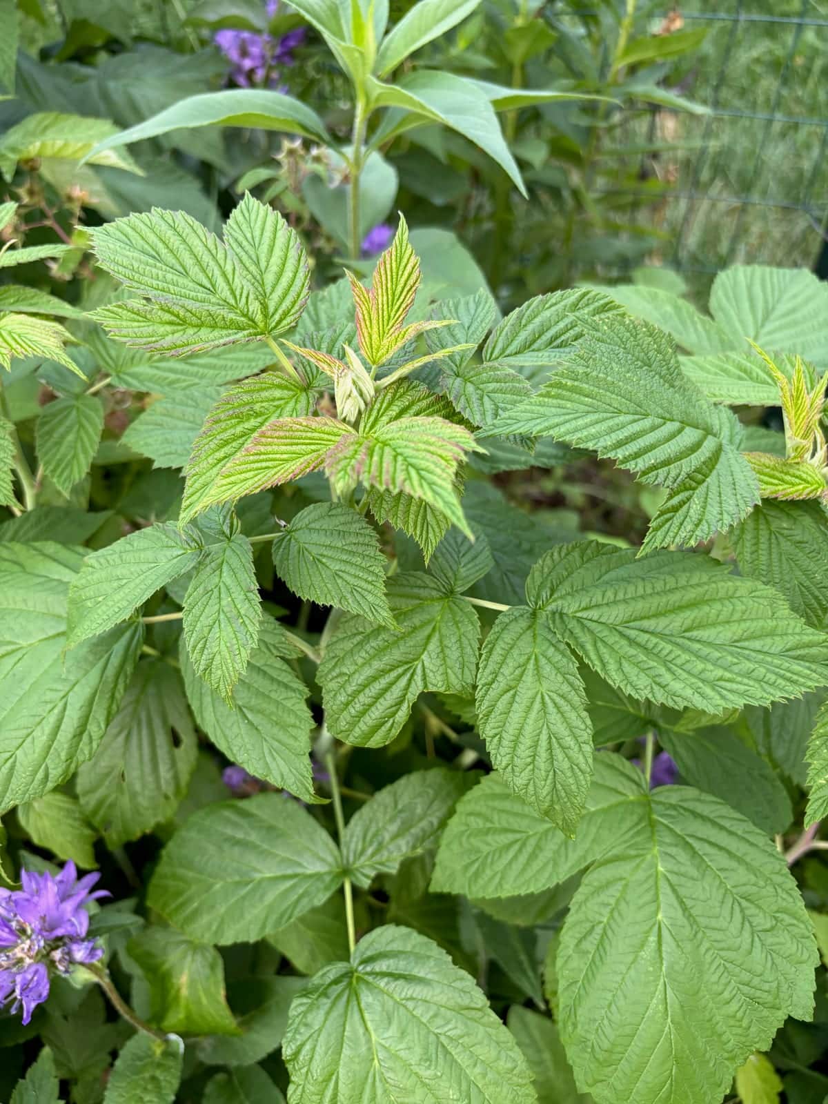 Raspberry