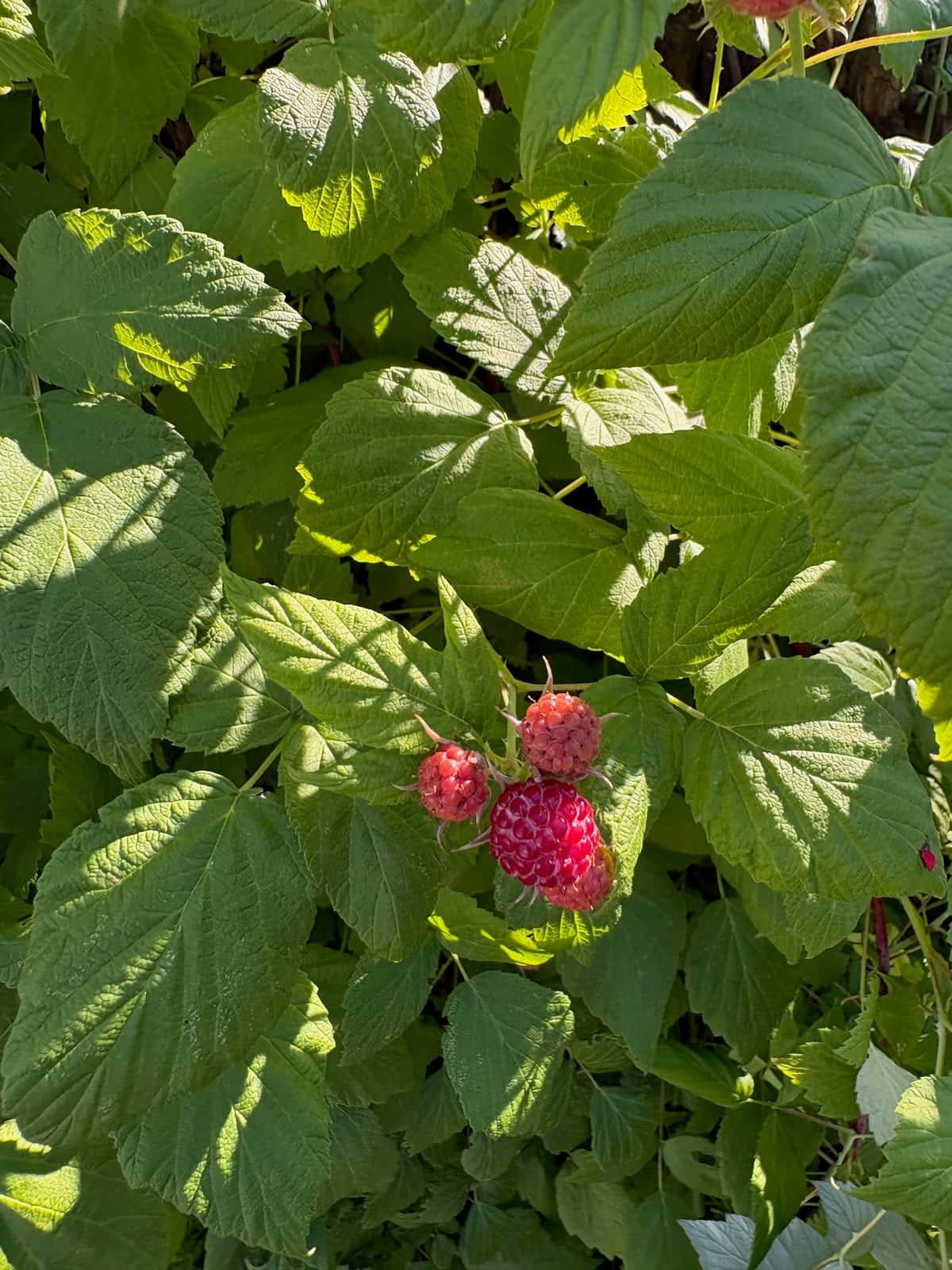 Black Raspberry