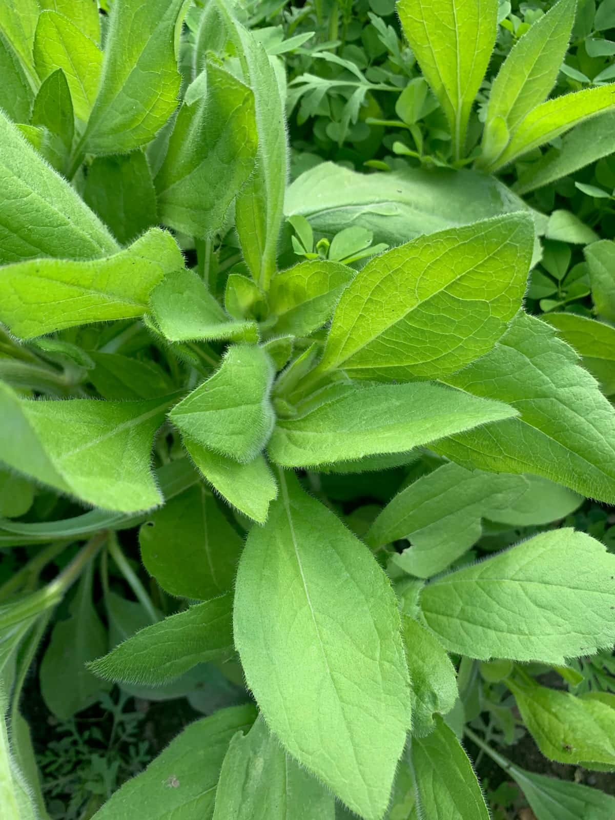 Black-Eyed Susan