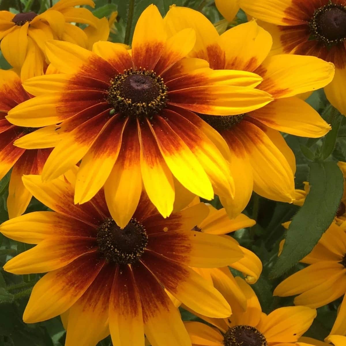 Campfire Rudbeckia