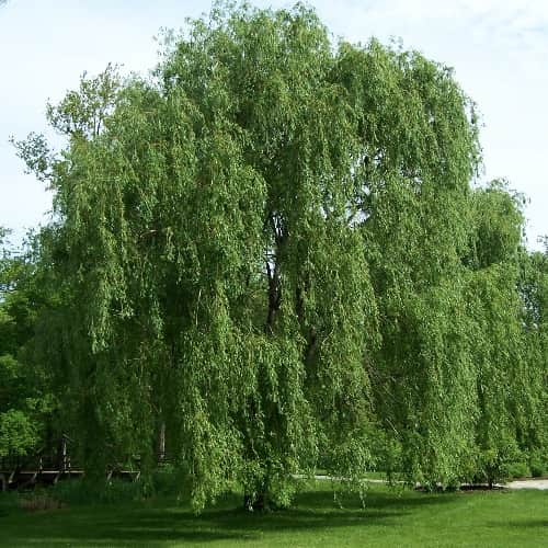 Corkscrew Weeping Willow