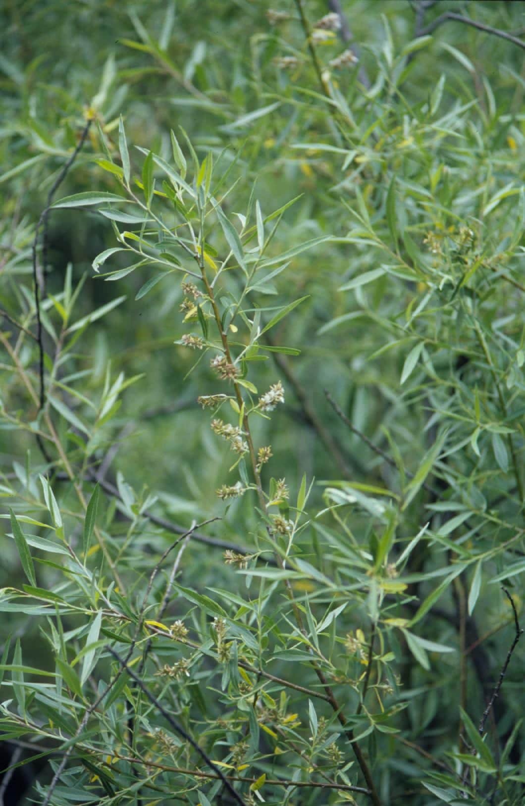 Geyer Willow