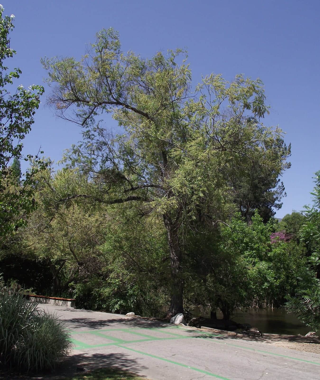 Goodding's Willow