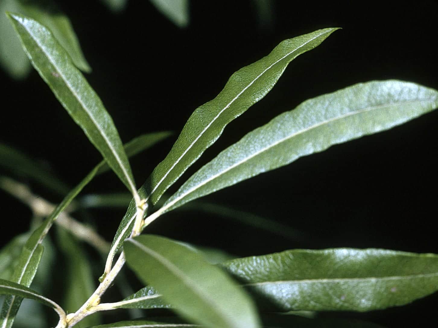 Prairie Willow