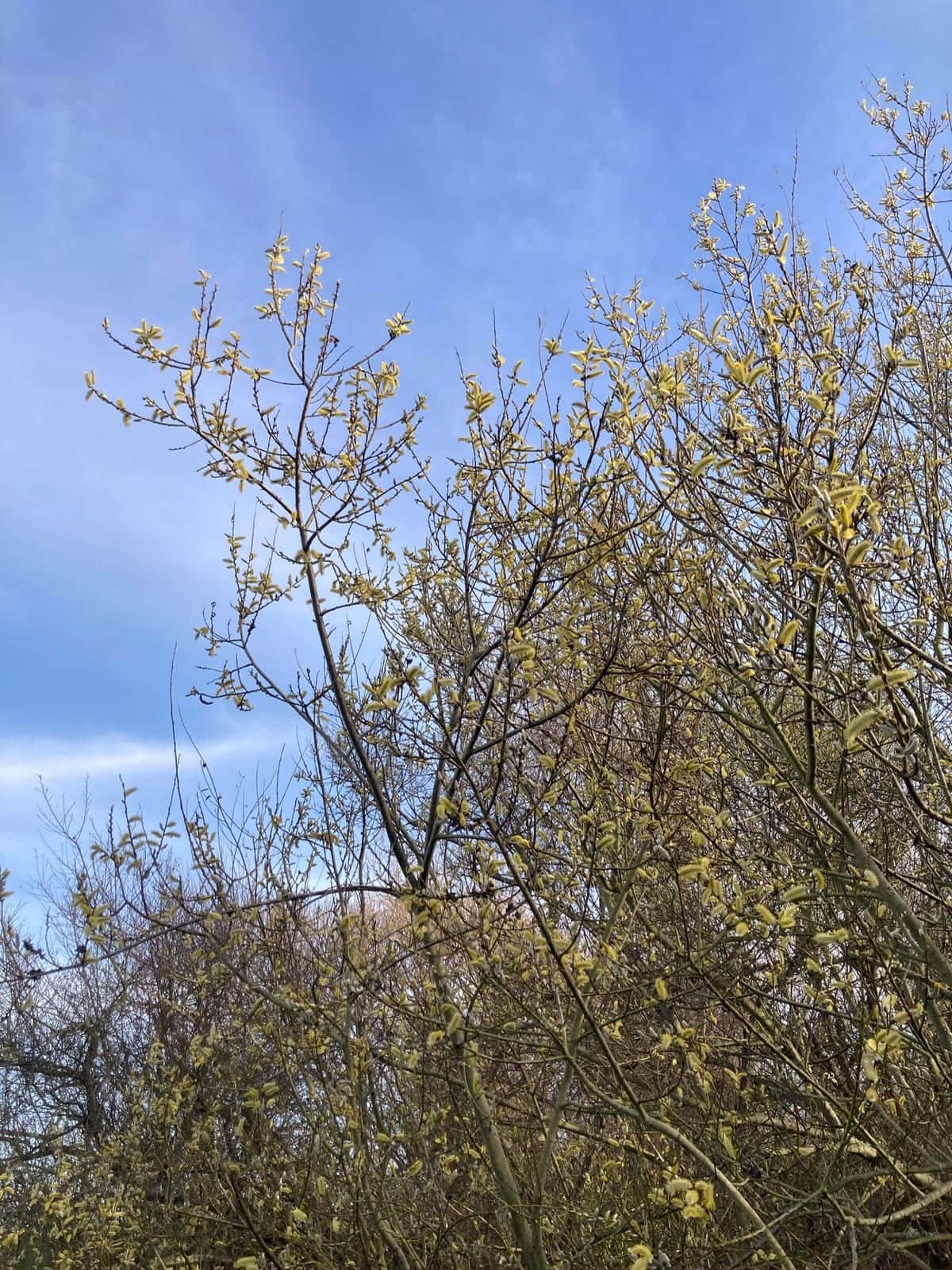 Arroyo Willow